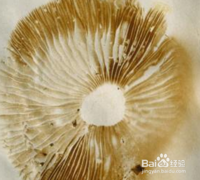 孢子印的制作？