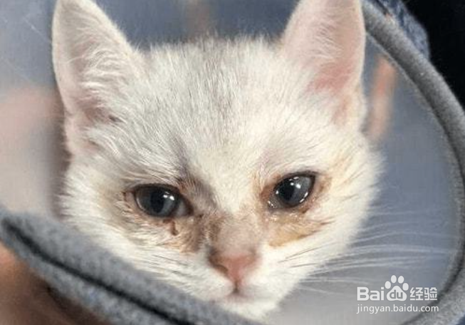 猫泪痕怎么消除