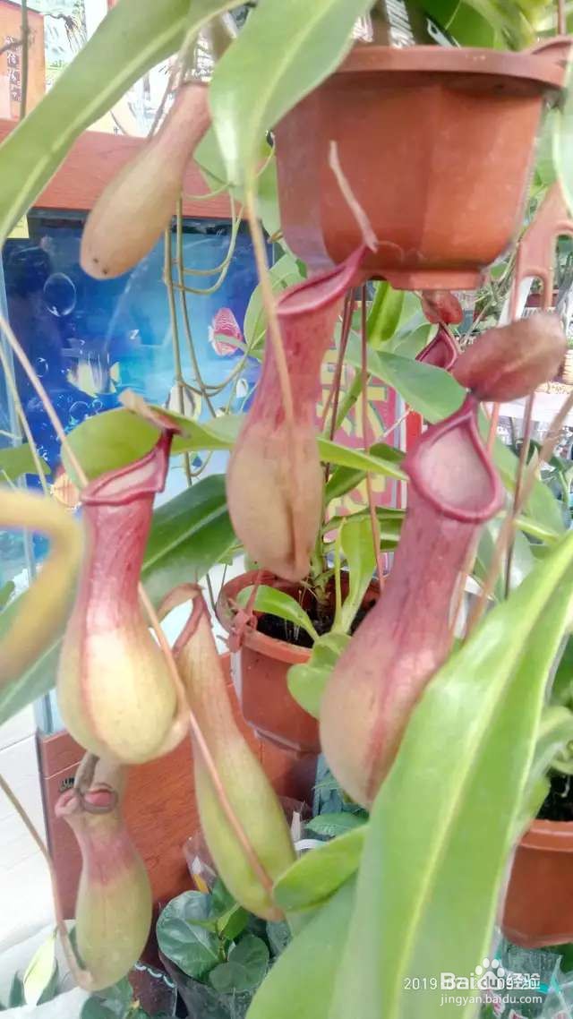 6种花就适合养在潮湿环境