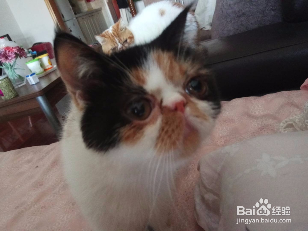 怎样清理加菲猫的泪痕