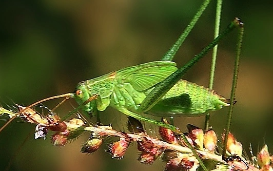 蝈蝈们在一天中什么时候精力最旺盛