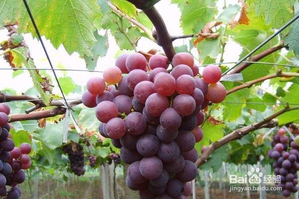 葡萄的保存最佳方法#校园分享#