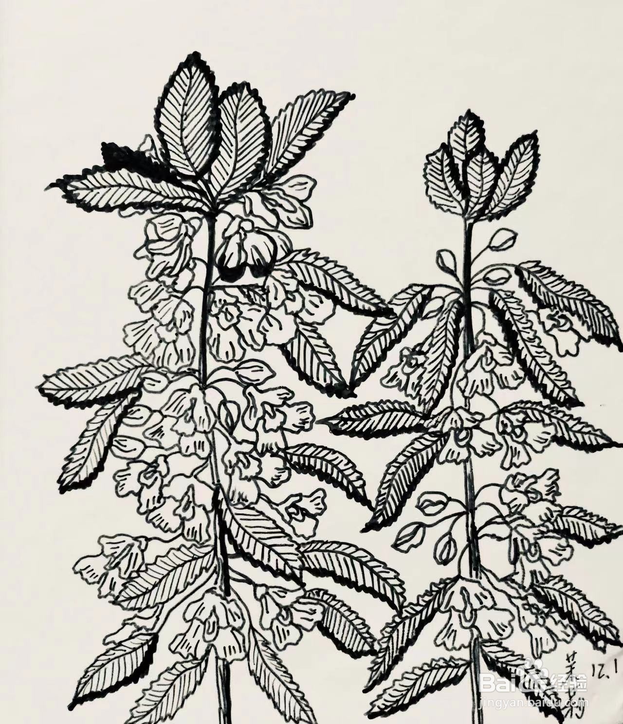 插画教程之凤仙花