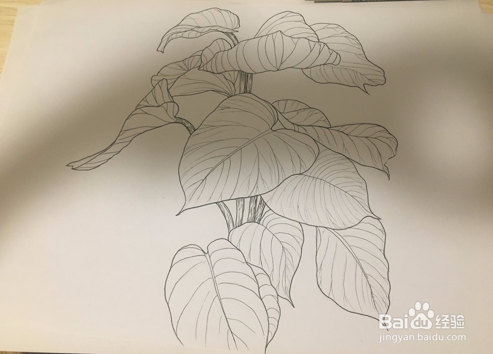大叶绿萝线描画
