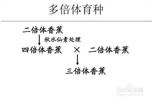 染色体组加倍获得多倍体育种材料,用以选育符合人们需要的优良品种