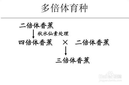 多倍体育种过程图解 百度经验