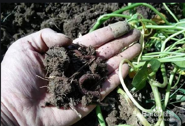 冬天如何挖蚯蚓