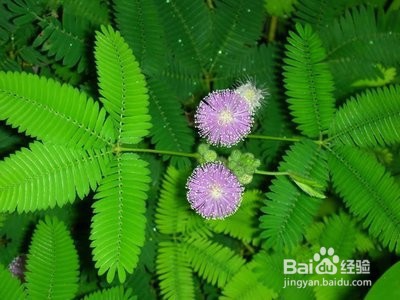 独特的几种“花”的花语