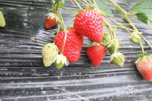草莓如何种植呢？
