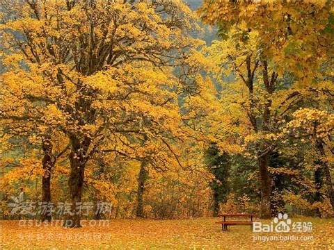 额济纳旅游攻略　