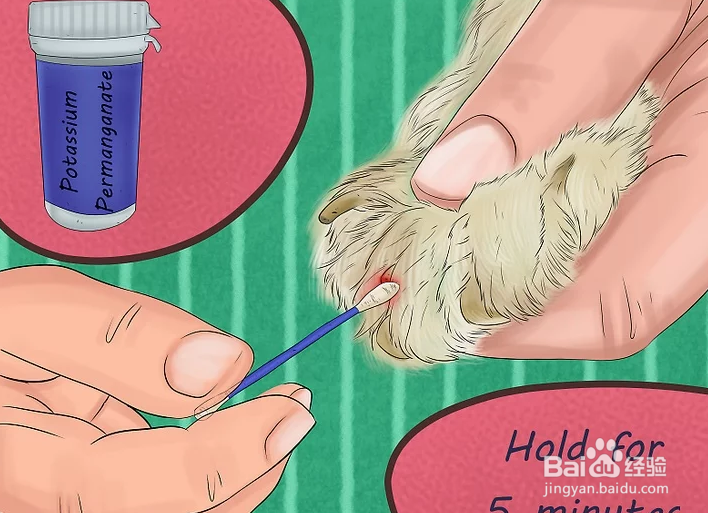 如何给狗狗的趾甲床止血