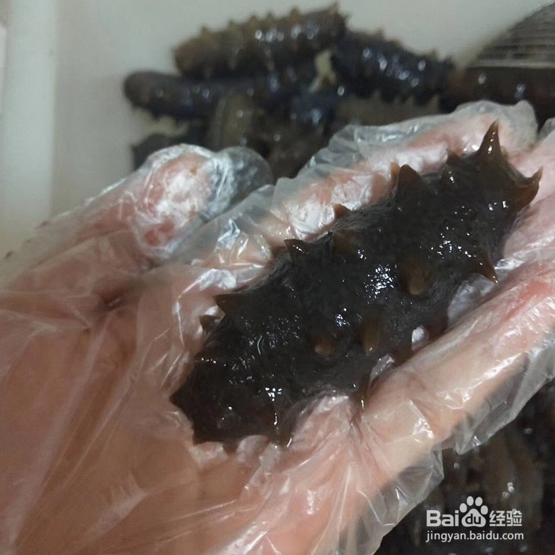 从业20年资深老渔民教你:怎样选购买到好海参