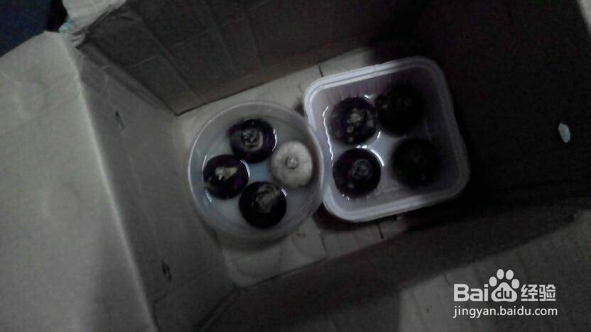 如何养好水培风信子