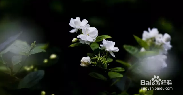 如何让茉莉花开不断