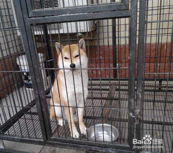 养狗会遇到哪些麻烦？