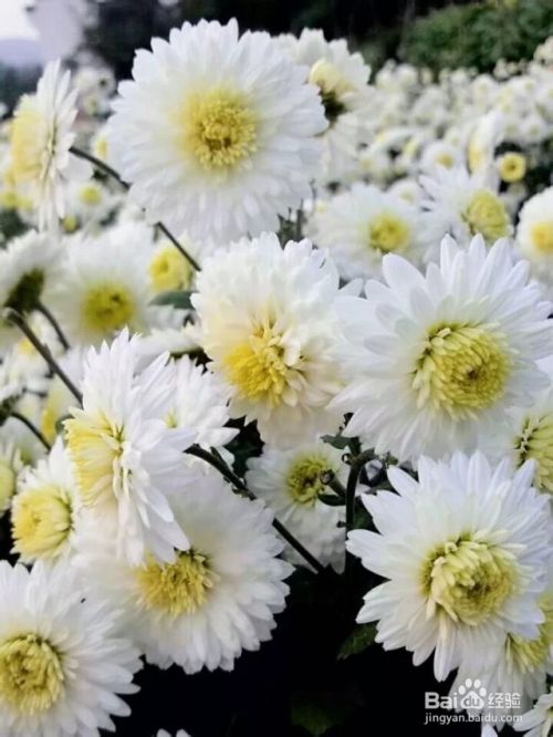 我家的杭白菊花 百度经验 我家的杭白菊花 百度经验