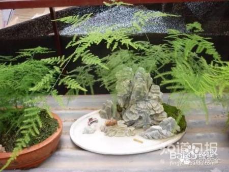 冬季养花7大法宝,小心你的花熬不到春天!