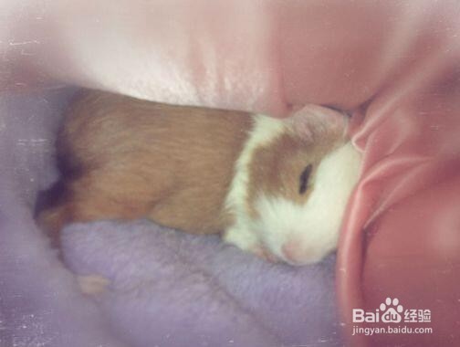 荷兰猪为什么晚上叫？