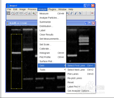Image J软件进行图片条带灰度值分析