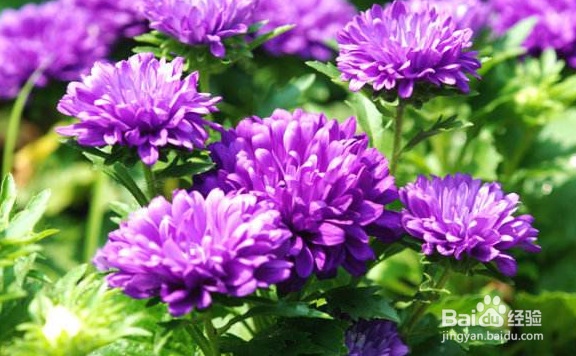 翠菊怎么养护？