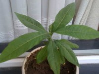 如何把先手棋下好2