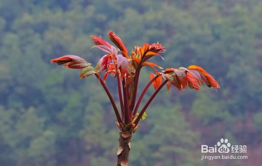 香椿如何种植？