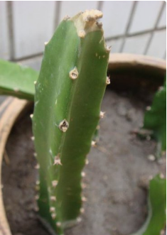 火龙果的种植方法以及生长过程