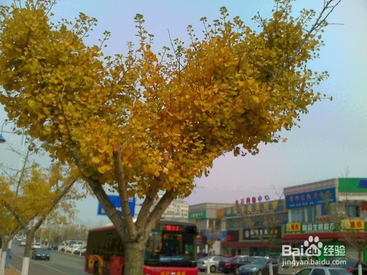 秋天的银杏树叶怎样拍的金灿灿
