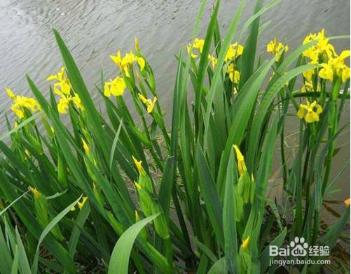 乙型脑炎【华佗妙法】：[2]清瘟败毒饮