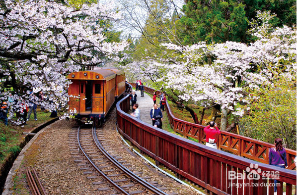 造化之功（阿里山）