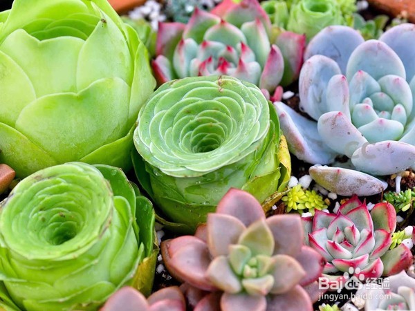 怎样养多肉植物？
