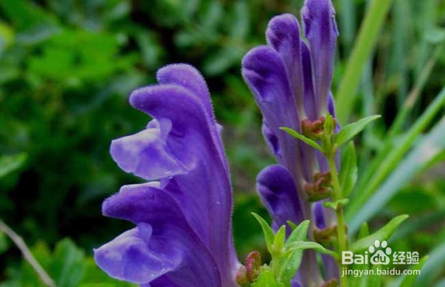 黄芩的鉴别方法