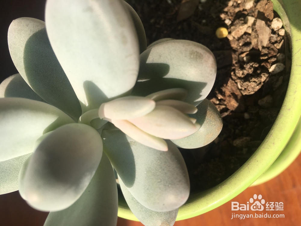 多肉桃美人成长记录