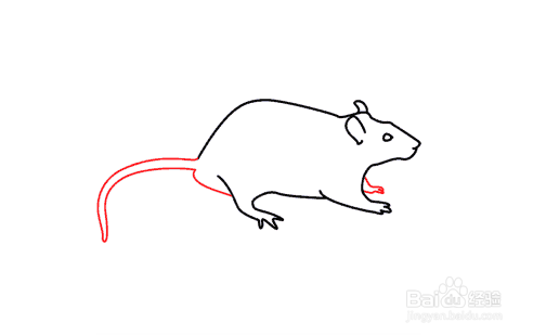 德国巨鼠简笔画图片