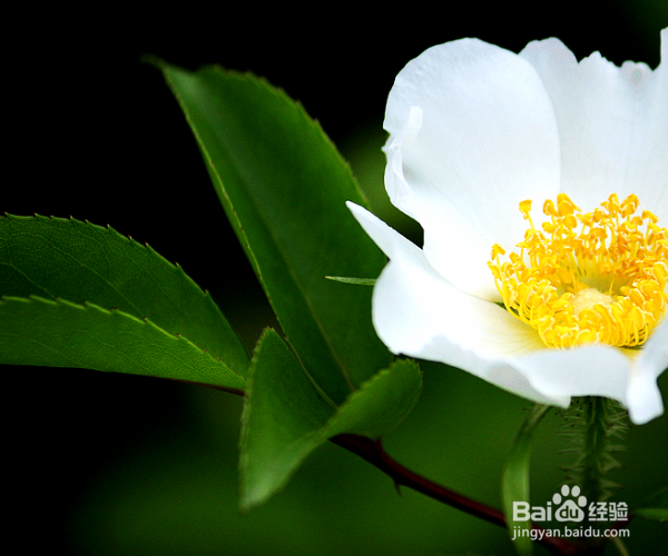 如何养护木本植物金樱子？