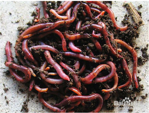 春天如何钓淡水鱼—鲫鱼钓法第1篇