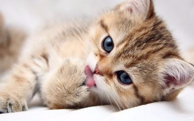 收养9猫相继摔死给我们的启示