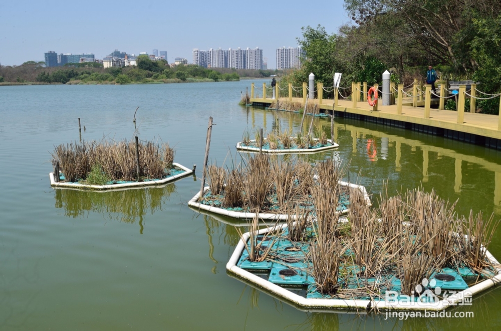 深圳有哪些好玩又免费的地方?