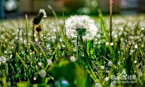 每天喝一杯既能消炎又能清热解毒