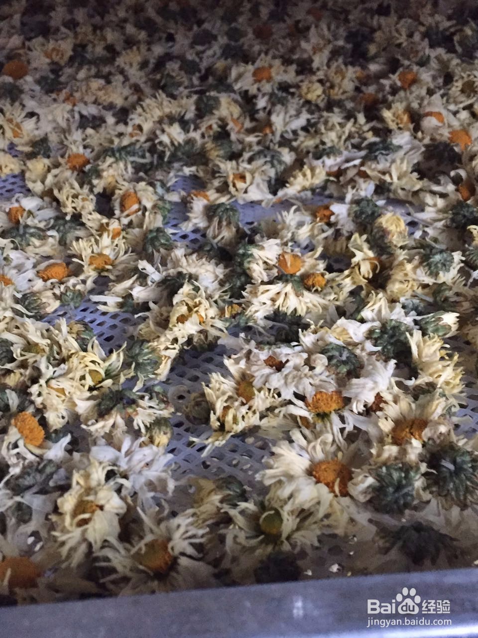 金丝皇菊、苏北菊烘干工艺