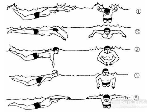 如何学习蛙泳？