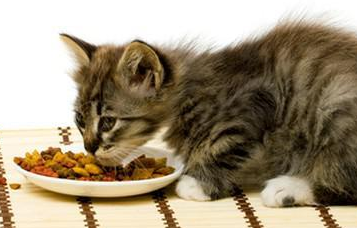 新手养猫需要注意哪些事项