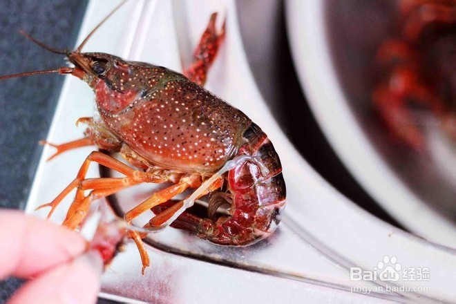 麻辣小龙虾怎么做