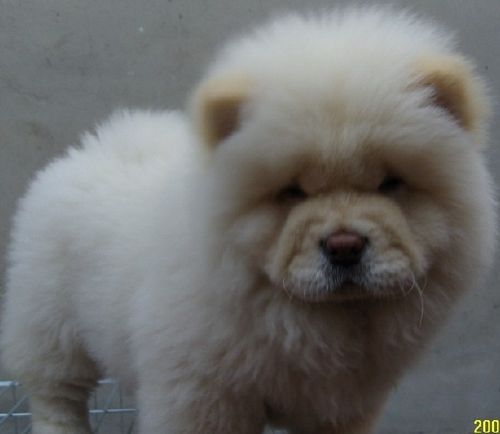 松狮幼犬断奶前的照顾