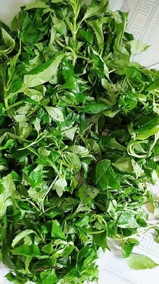 万万没想到这些野菜还是癌症的克星