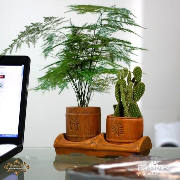 文竹叶子枯黄怎么办？