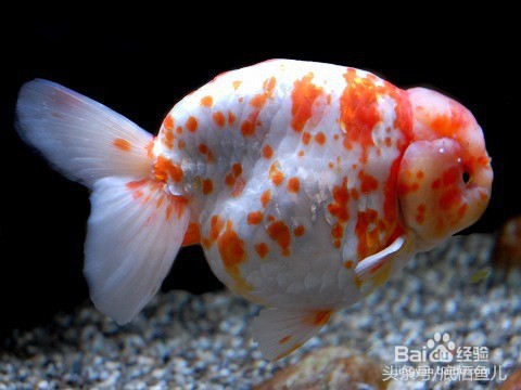 兰寿金鱼怎样挑选