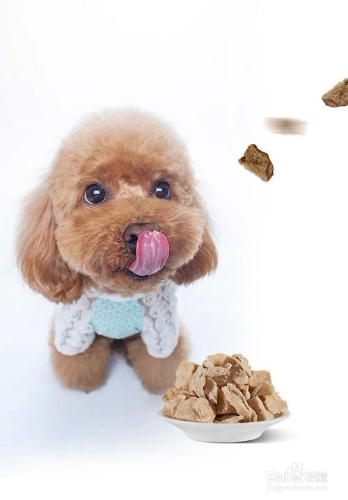 狗狗翻垃圾桶怎么教育