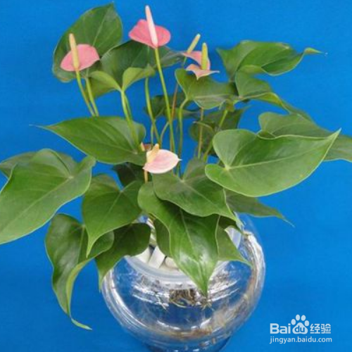 滴水观音冬天怎么养?