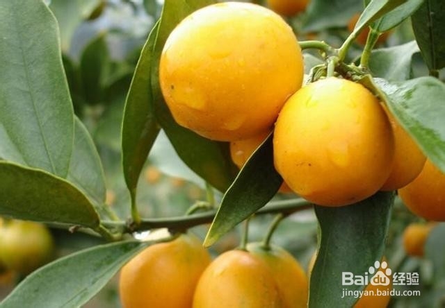 苹果绿茶 6种除臭食物让你吐气如兰